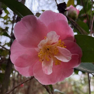 Marguerite Gouillon Rose